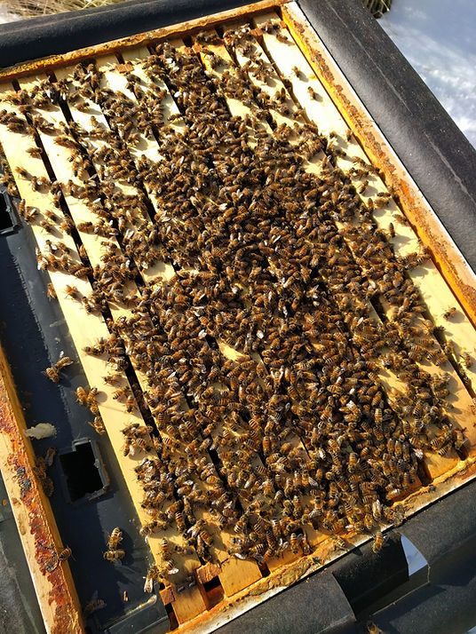 Beehive management is different every year, but them same! – Homer's ...